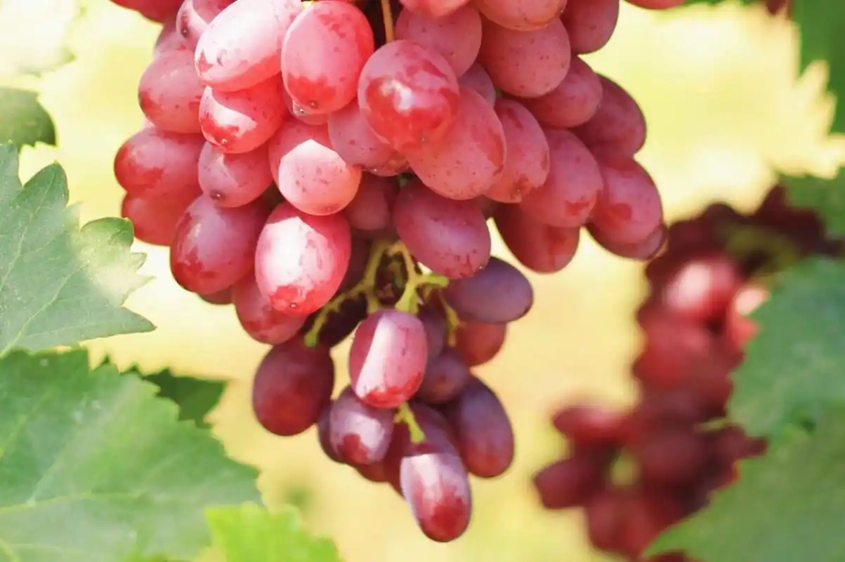 中国红玫瑰葡萄99 新品种中国红玫瑰 自然无核 口感脆甜 皮薄肉脆