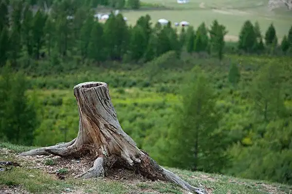 树桩图片