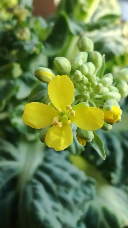 白菜花 - 堆糖,美图壁纸兴趣社区