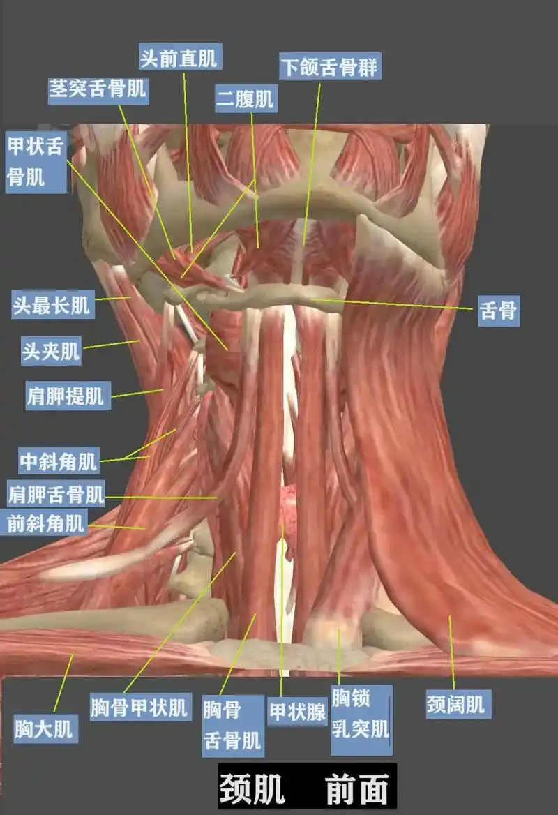 颈肌.#人体解剖学 #肌肉 #医学科普 #医学生 #颈部 - 抖音