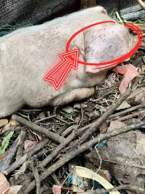 非洲猪瘟最简单的辨认方法,非洲猪瘟临床症状速查手册!