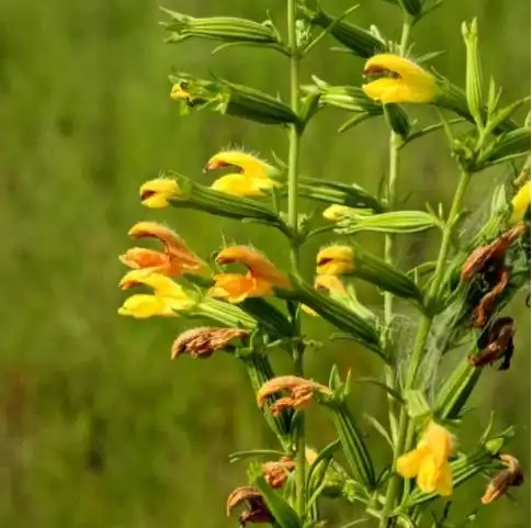 铃茵陈的功效与作用