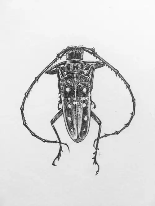 画画的日常  #寻找小红书绘画大神  #画画  #钢笔画  #甲虫  #钢被