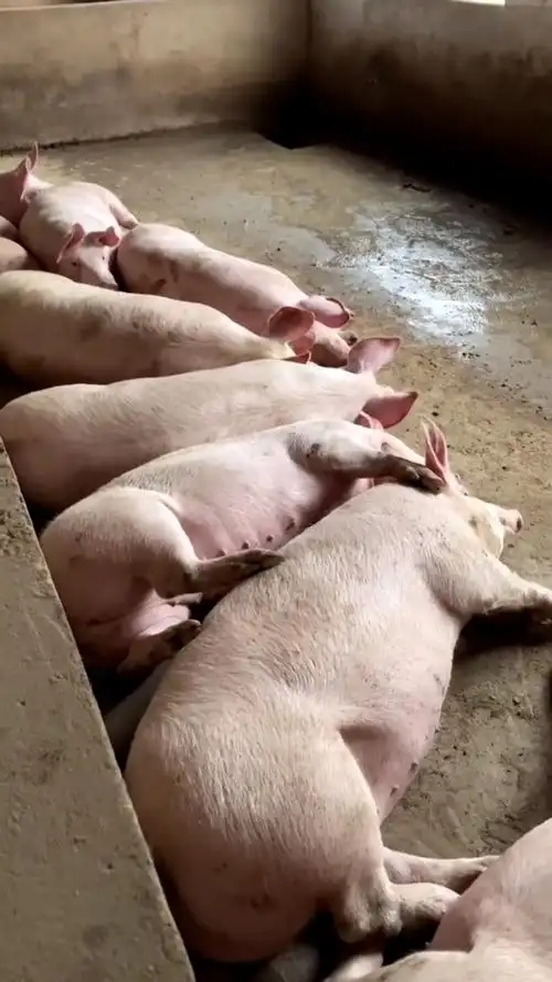 真想像小猪一样,吃饱了就是睡.#萌宠