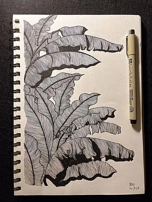 芭蕉速写