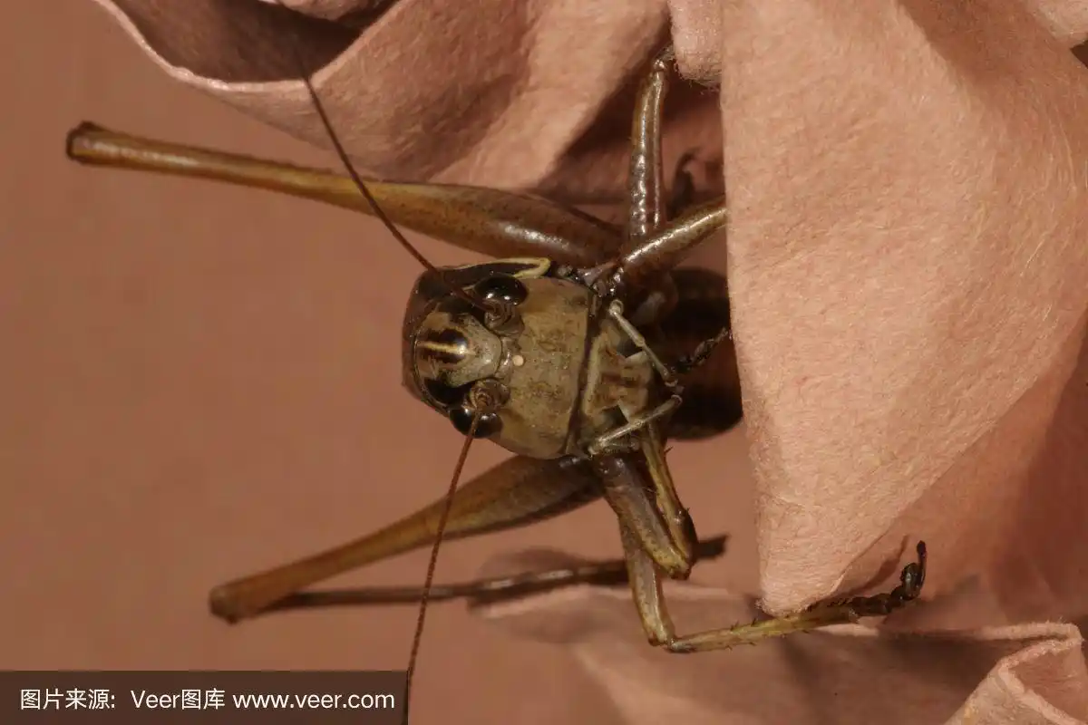 蝗虫,注视镜头,垂直画幅,褐色,动物嘴