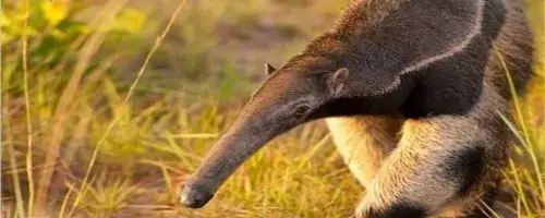 巨型食蚁兽的天敌