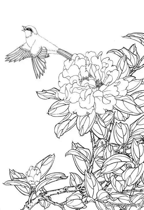 工笔线描-茶花2