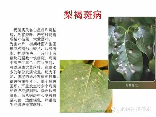 梨树病虫害图谱防治资料大全