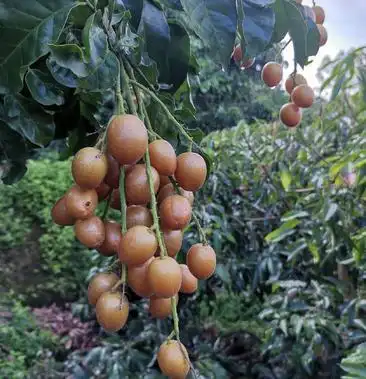 黑黄皮果正式上市色泽鲜艳口感清甜