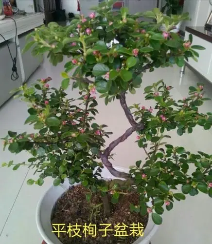 又名栒刺木,岩楞子,山头姑娘(四川土名),平枝灰栒子(华北经济植物志要