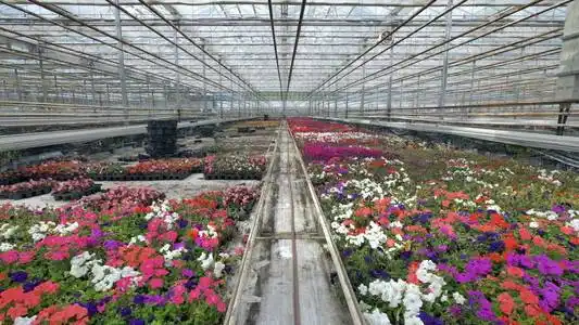 为花卉苗圃的挂在温室盆栽花卉文化小女孩收集作物黄瓜和西红柿大棚