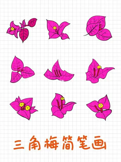 三角梅勒杜鹃简笔画