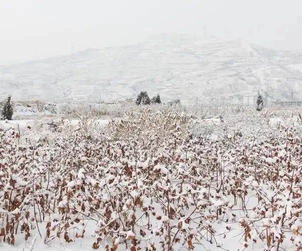 甘谷县安远镇摄影爱好者程碎想拍摄的乡村雪景图片欣赏
