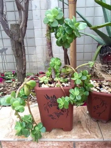 养护知识 碧桃,可以砍头吗?怎么砍?