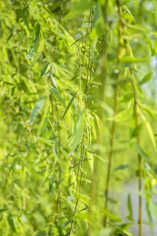 柳树柳叶特写摄影图