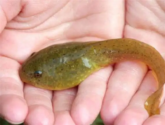 牛蛙蝌蚪有多大 牛蛙蝌蚪养殖注意哪些