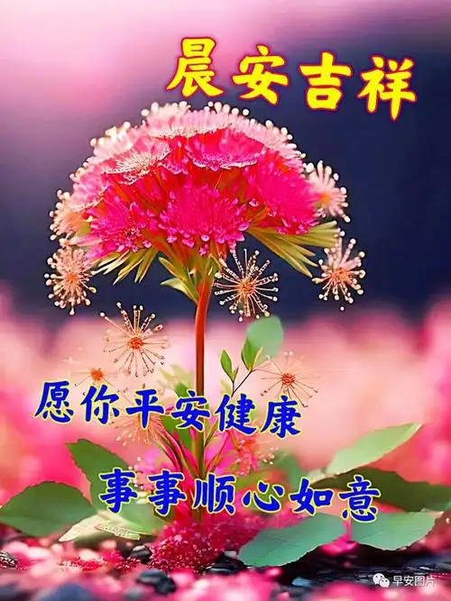 早上好表情包图片带字带问候!新的一天,早安吉祥!