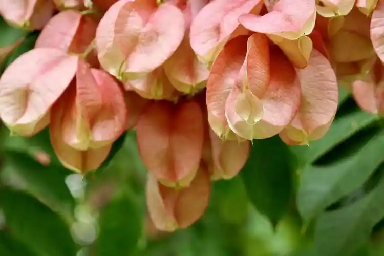 秋实栾树蒴果中科院武汉植物园