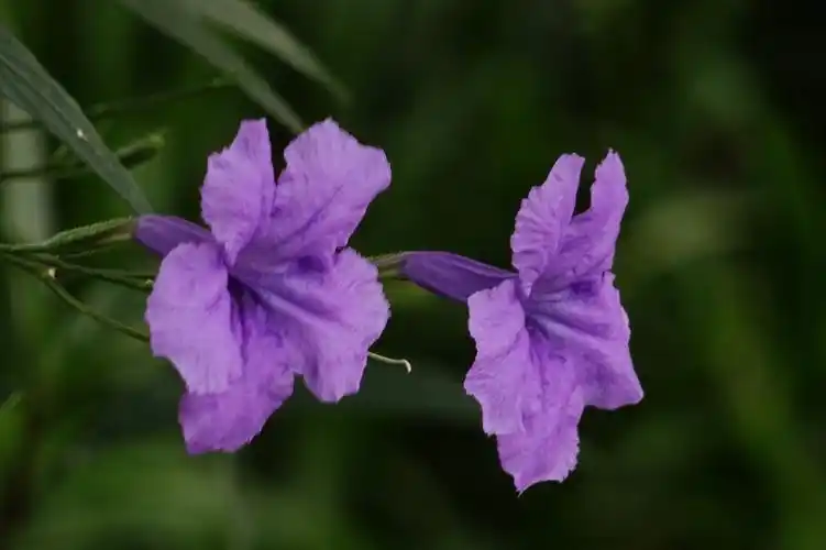 "紫花翠芦莉" - 8月 2017- (我爱自然美,不爱后期加工)