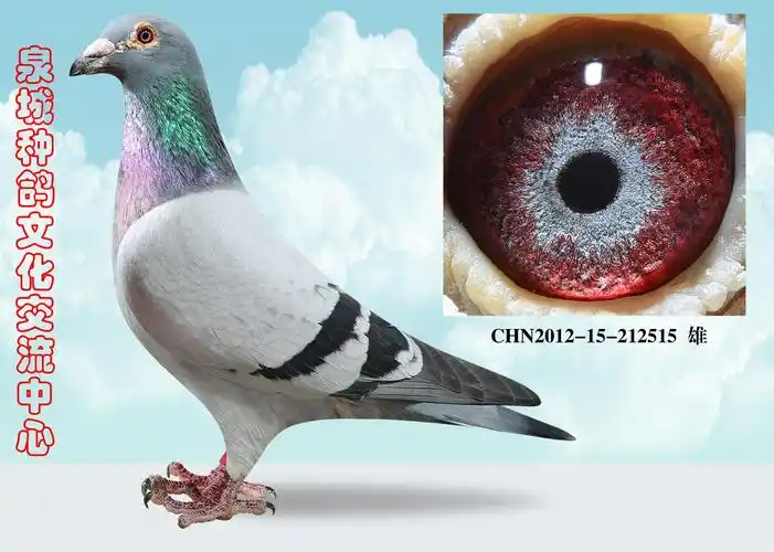 电脑 戈马力_泉城种鸽文化交流中心_ ag188.