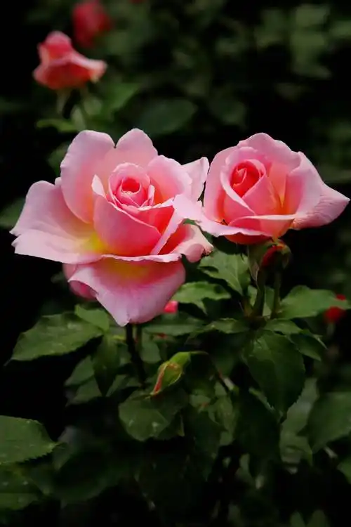 壁纸,五彩月季花