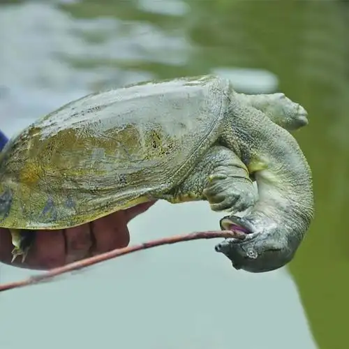 5斤甲鱼老鳖活体包邮农家散养水鱼团甲鱼