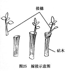 引用【转载】嫁接类型及图解