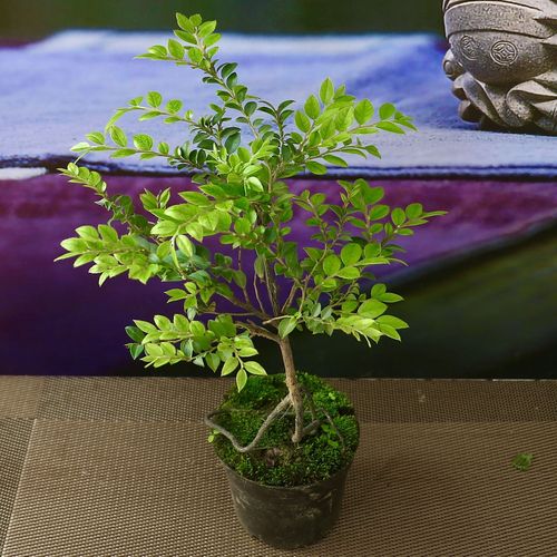 江影清【提根小叶紫檀】90盆提根造型小叶紫檀带青苔四季常青艺术盆栽