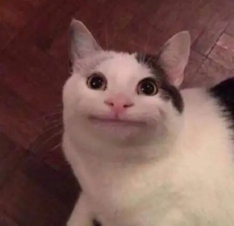 假笑的猫咪近期斗图表情包精选斗图表情