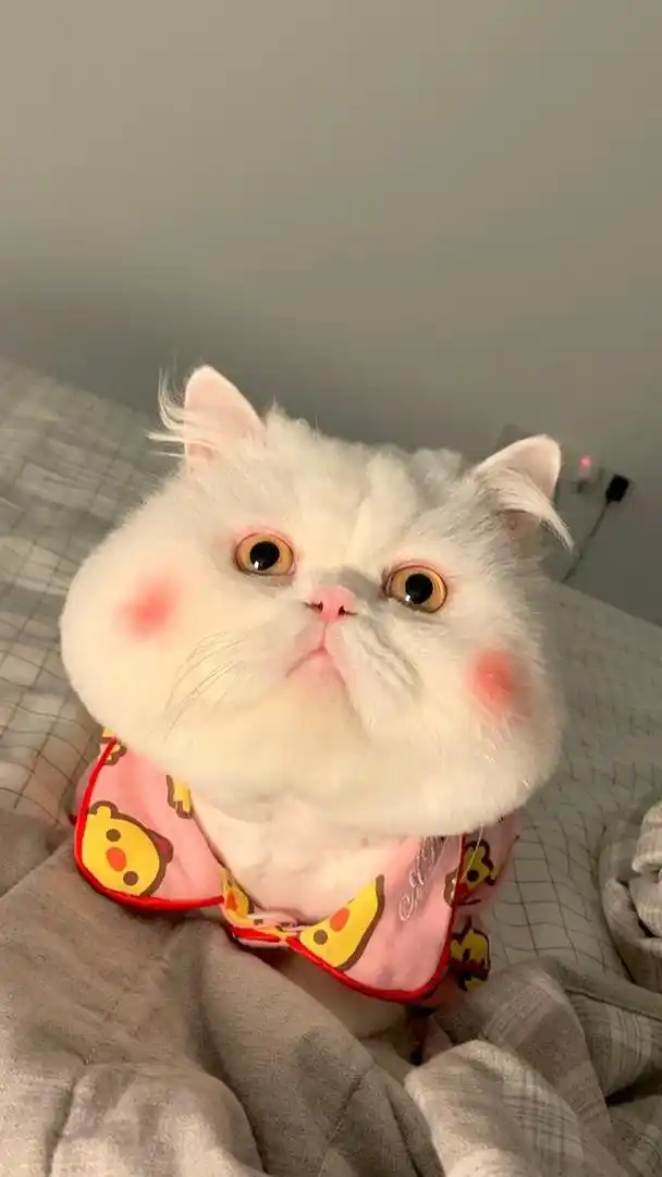 「治愈系壁纸」超可爱的芳心纵火犯猫咪头像来了