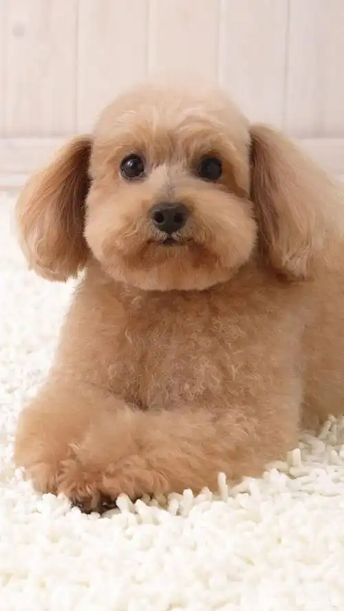 超可爱狗狗们的萌照,让人看了都要忍不住想要上手摸一摸!