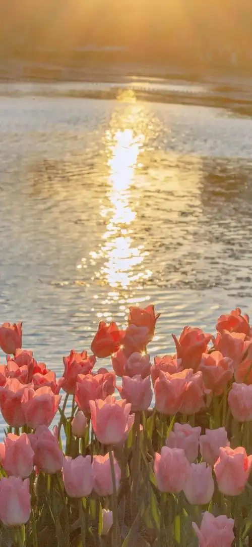今日春分一些温柔的风景壁纸