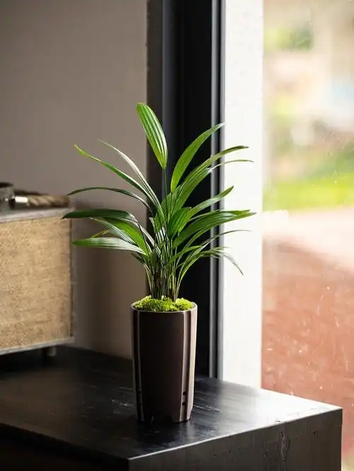 好看嘞棕竹盆栽