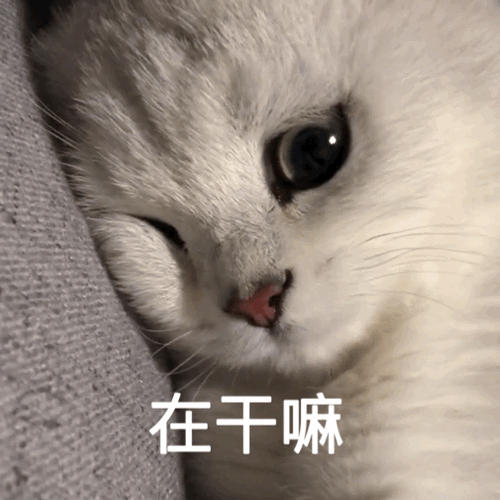 可爱猫表情包撩男朋友,可爱的猫猫表情包gif蓝猫