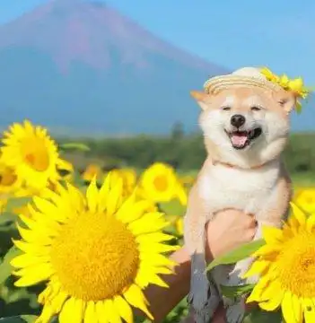 心里的苦没人懂的图片