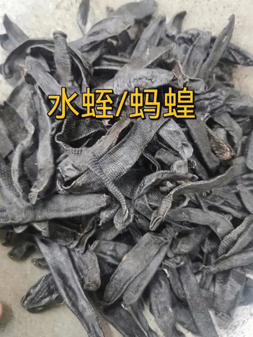 关注我学习中药养生知识——水蛭