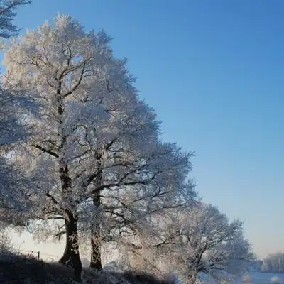 漂亮的微信头像,一棵雪树白色衣裳的树可是非常的美