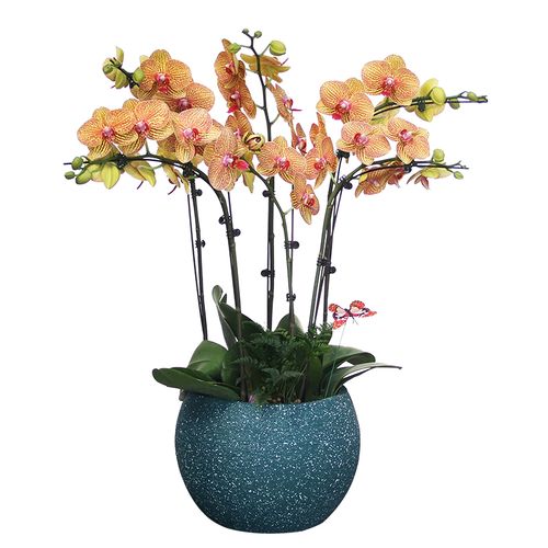 教师节蝴蝶兰盆栽大花室内小型绿植植物送礼礼品时令草本花卉