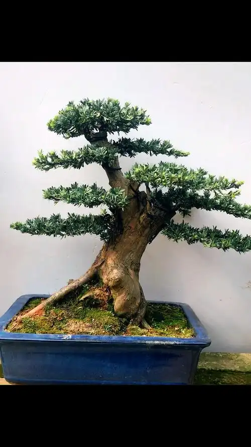 矮霸罗汉松老桩盆景