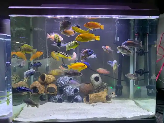 回了趟家过年,大缸30多条全军覆没…… - 三湖慈鲷玩家 - 龙巅三湖