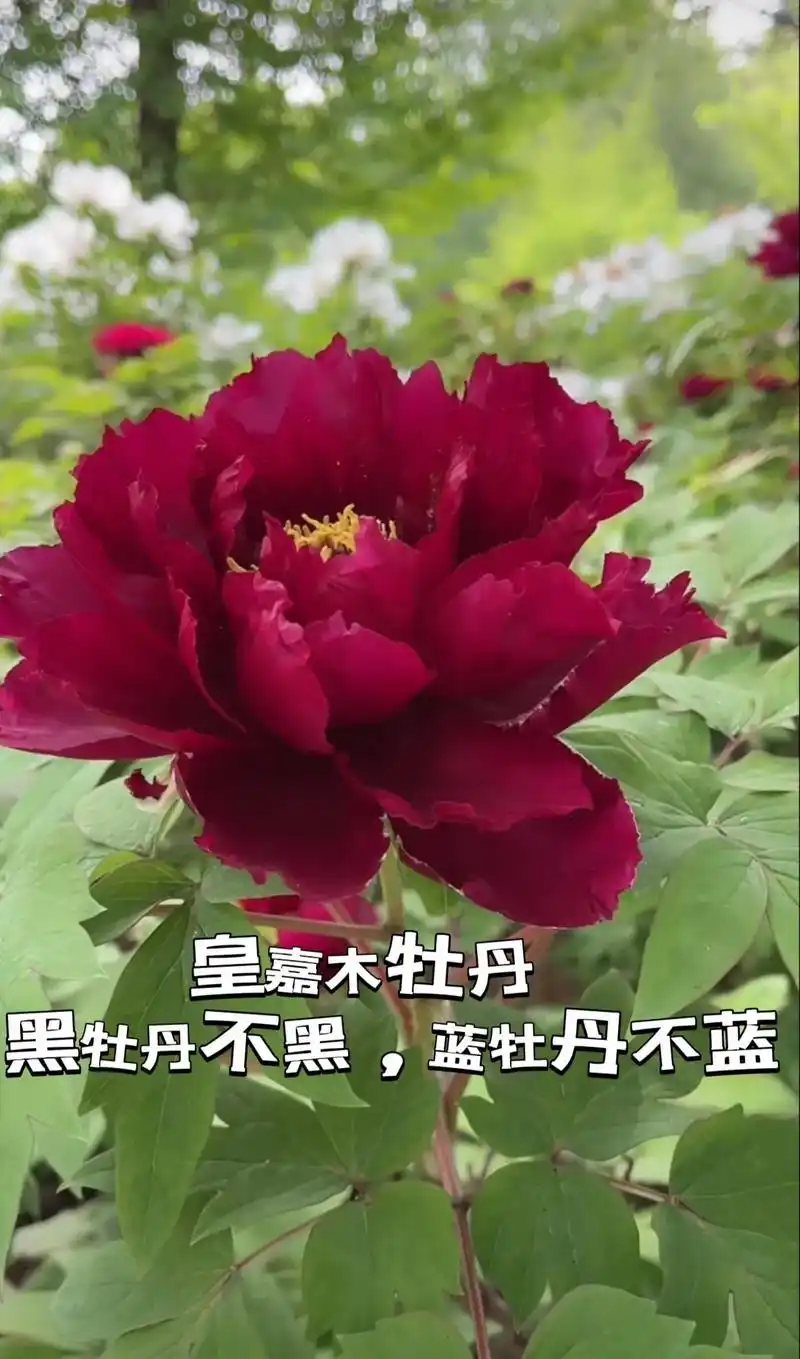 皇嘉门|牡丹的品种知多少|黑牡丹|洛阳.#视觉盛宴  #黑牡 - 抖音