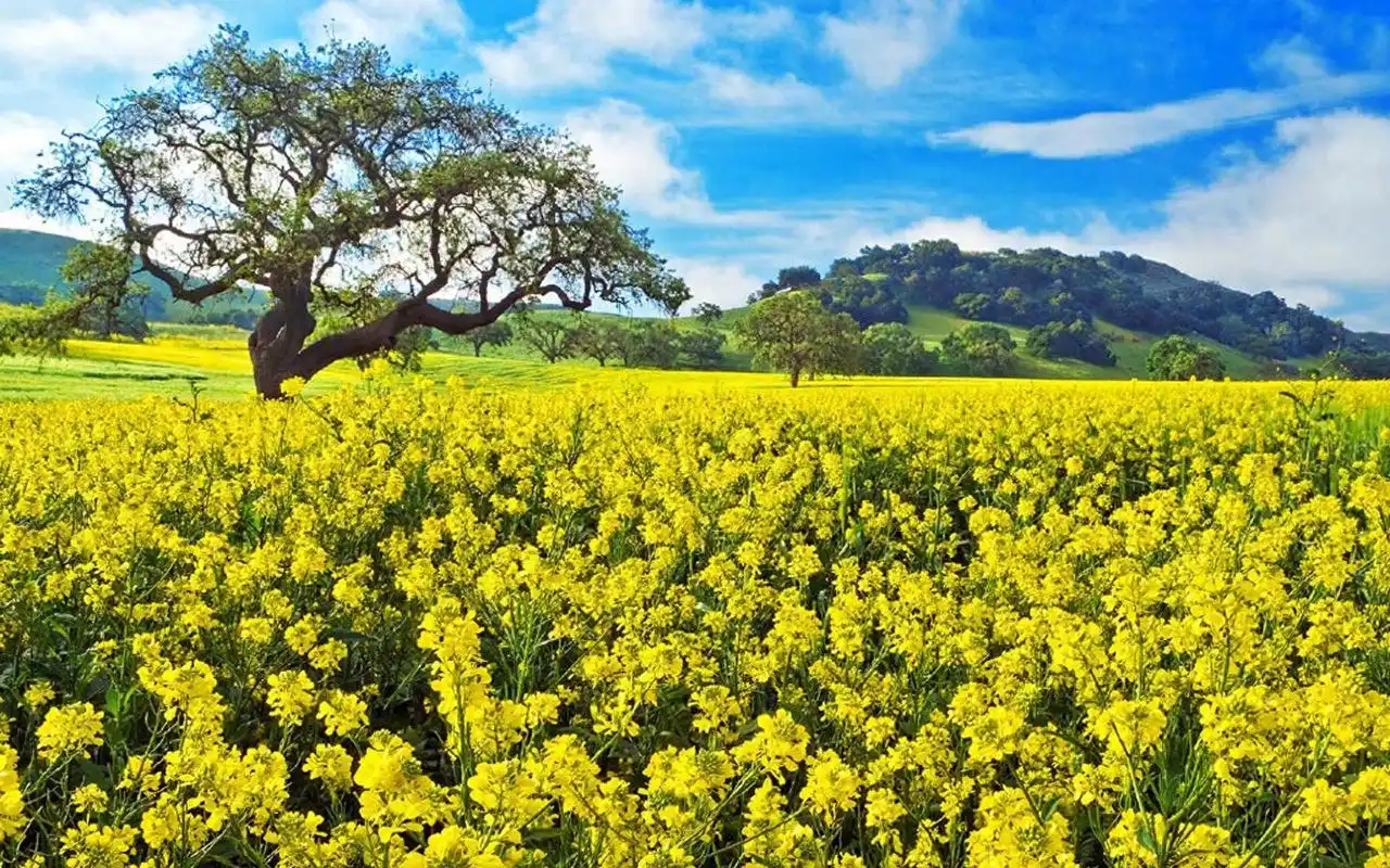 白居易的诗歌描绘了春天的美丽景色和生机勃勃的自然风光,包括桃花