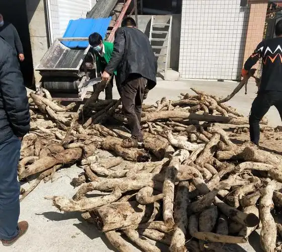 原创人勤春暖—湖北中坪葛业收购野生葛根忙!