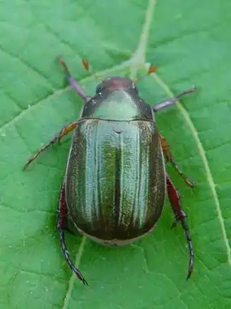 绿色的,五角硬币大小.