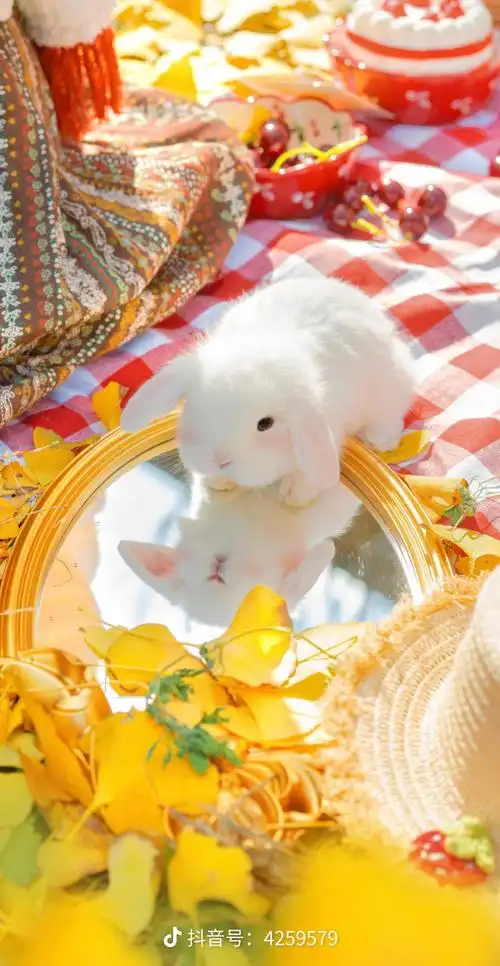 小兔子系列(还有哦)_手机壁纸_唯美其他手机壁纸_我要个性网