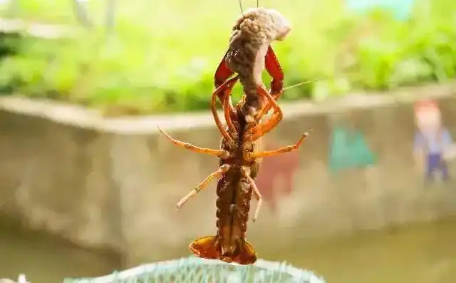 宜宾15个钓龙虾圣地,还可以钓鱼,吃桑per!|小龙虾|养殖基地_网易订阅