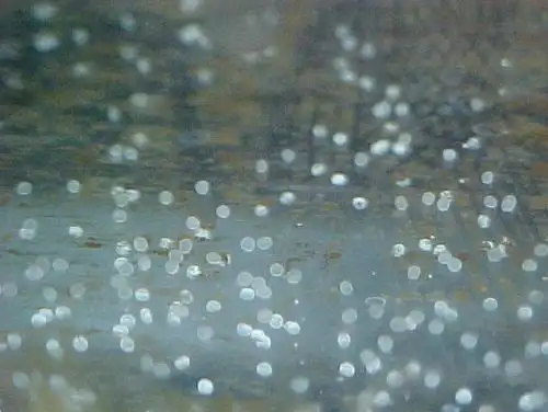 金鱼刚生的宝宝是什么样的 图