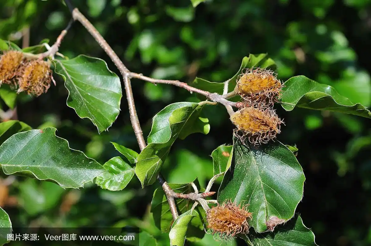 山毛榉坚果在树枝