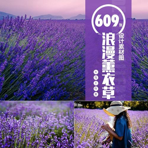 浪漫薰衣草唯美素材普罗旺斯田园风光紫色花卉图片花园花海大图